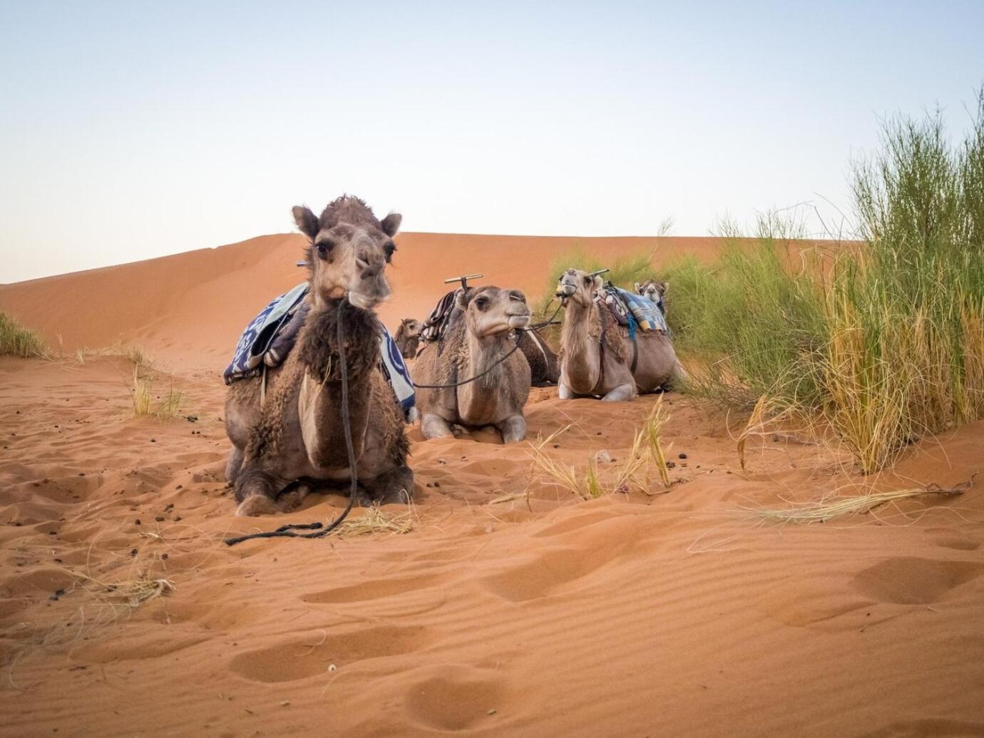 Aladdin Merzouga Camp 외부 사진